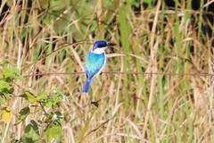 Todiramphus macleayii