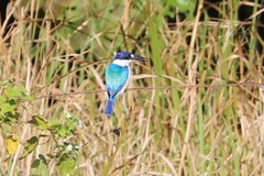 Todiramphus macleayii