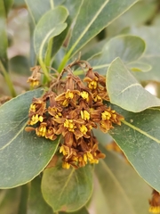 Pittosporum