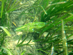 Heterostichus rostratus