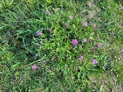 Centaurea nigrescens