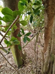 Pittosporum