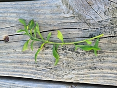 Centaurea nigrescens