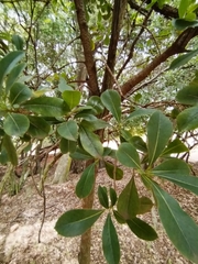 Pittosporum