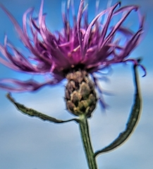 Centaurea nigrescens