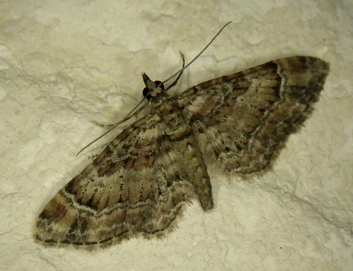 Gymnoscelis rufifasciata