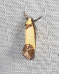 Crepidosceles timalphes