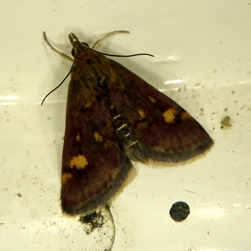 Pyrausta aurata