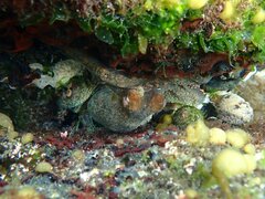 Octopus bimaculoides