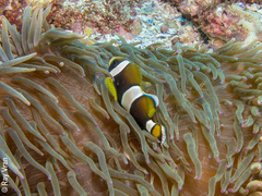 Amphiprion latezonatus
