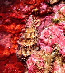 Cerithium vulgatum