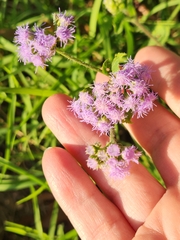 Ageratum houstonianum