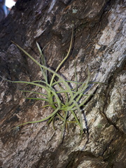 Tillandsia