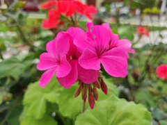 Pelargonium
