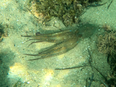 Octopus bimaculoides