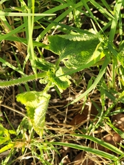 Ageratum houstonianum