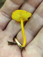 Gloioxanthomyces nitidus