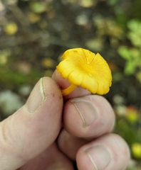 Gloioxanthomyces nitidus