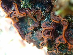 Watersipora subtorquata