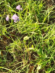 Ageratum houstonianum