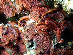 Watersipora subtorquata