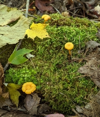 Gloioxanthomyces nitidus