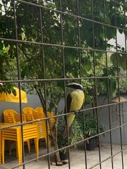 Pitangus sulphuratus