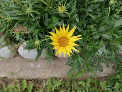 Helianthus californicus