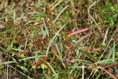 Ludwigia linearis