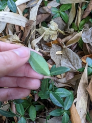 Trachelospermum asiaticum