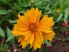 Coreopsis