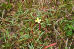 Ludwigia linearis