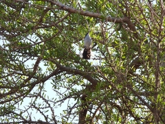 Polioptila dumicola