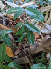 Trachelospermum asiaticum