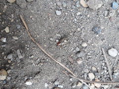 Zygogramma piceicollis