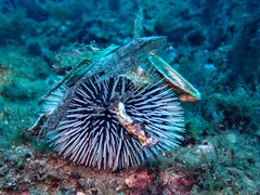 Sphaerechinus granularis