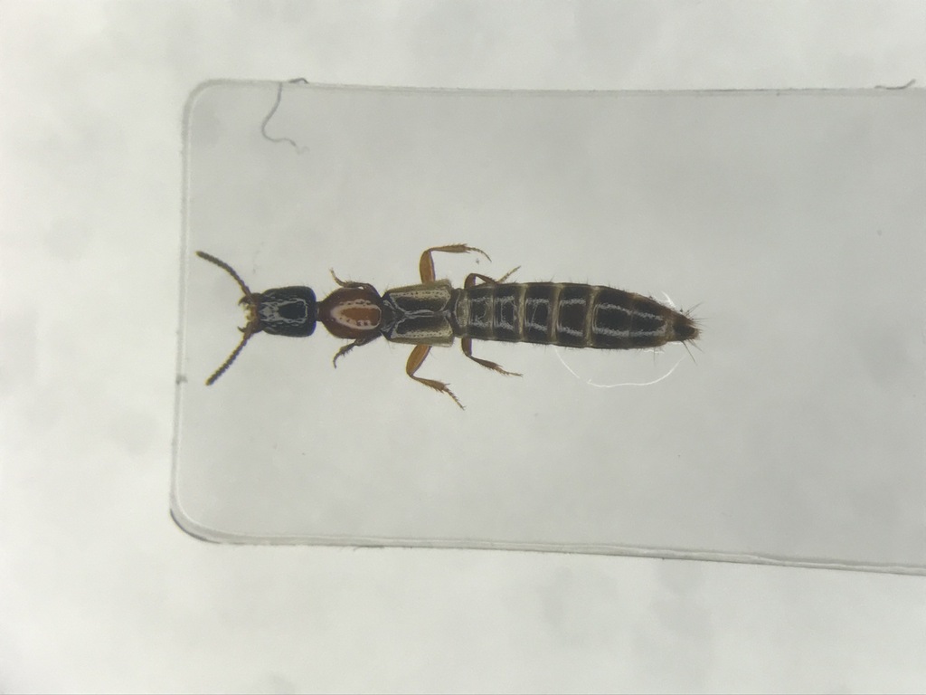 Pale-winged Rove Beetle