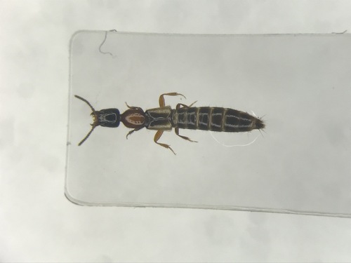 Pale-winged Rove Beetle