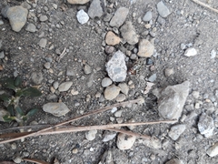 Zygogramma piceicollis