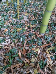 Trachelospermum asiaticum