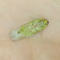 Panchlora