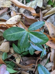 Trachelospermum asiaticum