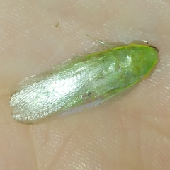 Panchlora