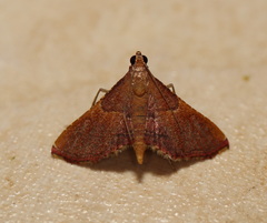 Endotricha approximalis