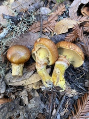 Suillus ponderosus