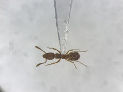 Hypoponera punctatissima