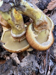 Suillus ponderosus