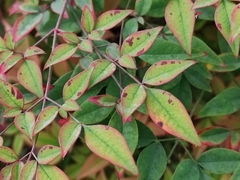 Nandina