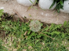 Taraxacum officinale