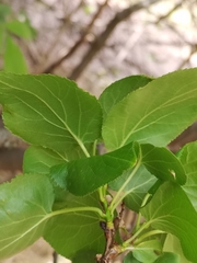 Prunus armeniaca
